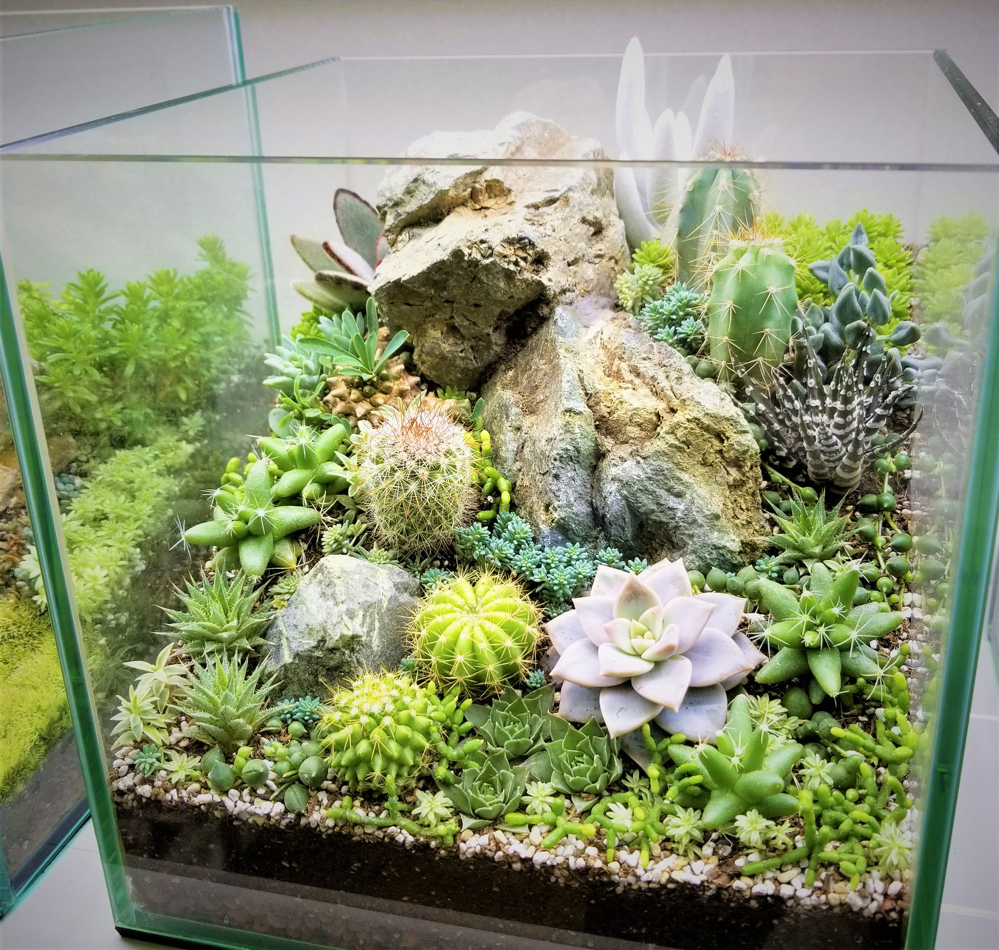 月兎児 キューブ水槽の多肉テラリウム 好評につき 今回も石組みで 天然石とミニサボテンの相性はどうでしょう ネイチャー感を意識してるんですが どうしてもポップな印象に T Co Xgx33aazyd 多肉植物 多肉テラリウム 月兎児 キューブ水槽の多肉テラリウム 好評につき 今回も石組みで 天然石とミニサボテンの相性はどうでしょう ネイチャー感を意識してるんですが どうしてもポップな印象に T Co Xgx33aazyd 多肉植物 多肉テラリウム