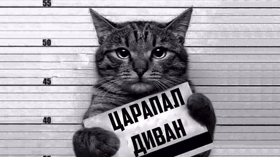 Картинка кот с табличкой в тюрьме