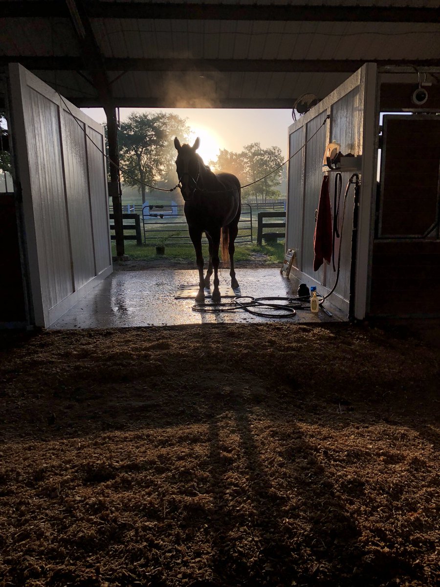 PCEventing's tweet image. I guess waking up at 4 to ride the most perfect moose before I have to leave him for 5 days was worth it ❤️