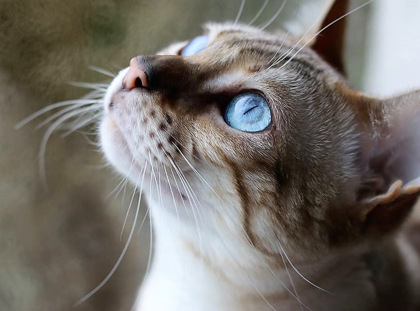 CatsMissing's tweet photo. PLEASE @LivEchonews Can You Help #FindIslaBlue❓
🆘STILL MISSING AFTER BEING MAULED BY DOG‼Mon 25/6/18 Youatt Ave #Prescot #Liverpool L35
#NeedsFindingFast SNOW #BENGAL #LostCat SPAYED CHIPPED #ScanMe #MissingCatsUK
FB▶https://t.co/MxYIsSazle
@DoglostUK▶https://t.co/pm4GeRYQ1N https://t.co/GaI0QXoJVp
