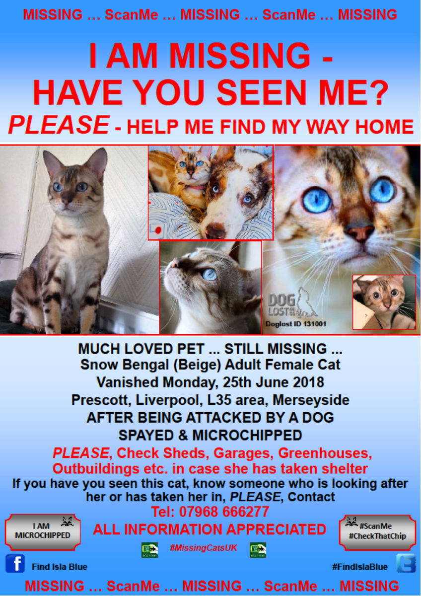 CatsMissing's tweet photo. PLEASE @LivEchonews Can You Help #FindIslaBlue❓
🆘STILL MISSING AFTER BEING MAULED BY DOG‼Mon 25/6/18 Youatt Ave #Prescot #Liverpool L35
#NeedsFindingFast SNOW #BENGAL #LostCat SPAYED CHIPPED #ScanMe #MissingCatsUK
FB▶https://t.co/MxYIsSazle
@DoglostUK▶https://t.co/pm4GeRYQ1N https://t.co/GaI0QXoJVp