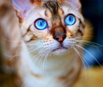 CatsMissing's tweet photo. PLEASE @LivEchonews Can You Help #FindIslaBlue❓
🆘STILL MISSING AFTER BEING MAULED BY DOG‼Mon 25/6/18 Youatt Ave #Prescot #Liverpool L35
#NeedsFindingFast SNOW #BENGAL #LostCat SPAYED CHIPPED #ScanMe #MissingCatsUK
FB▶https://t.co/MxYIsSazle
@DoglostUK▶https://t.co/pm4GeRYQ1N https://t.co/GaI0QXoJVp