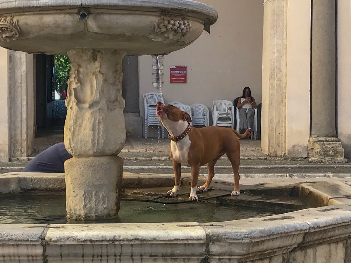 McLedehim's tweet image. Sete bestiale al #castellocolonna