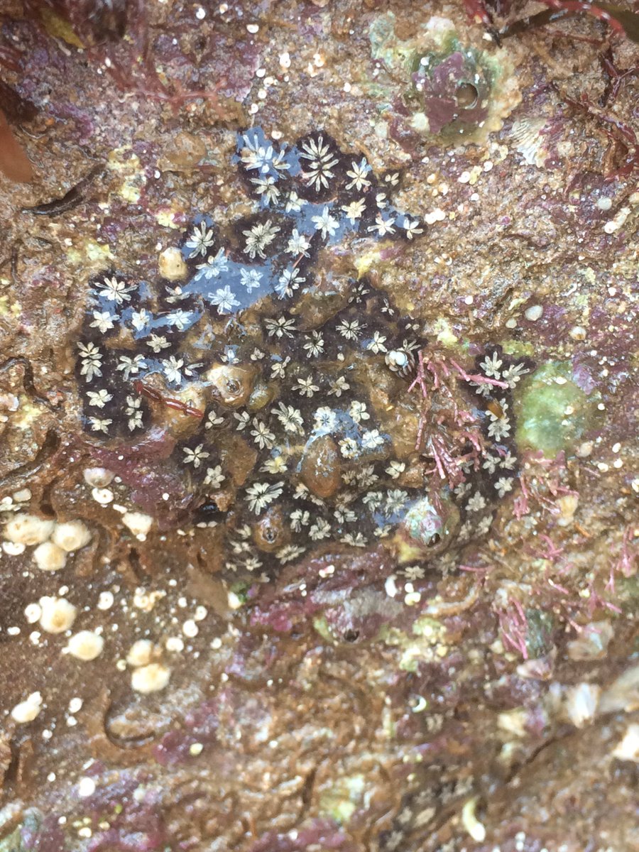 H_ParryWilson's tweet photo. Fabulous finds at our @CapturingRCoast #CoCoastSW survey day at Corbyn Head so far today... and awesome 0.1m low tide! #Torbay https://t.co/NQSVKfKUeM