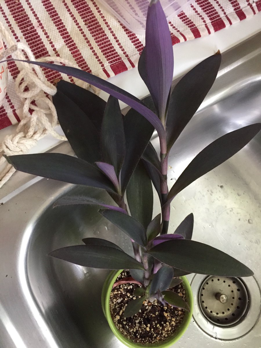 eli_absalom's tweet image. My poor, root bound child. I didn’t realize it was so bad. #plantproblems #plants
