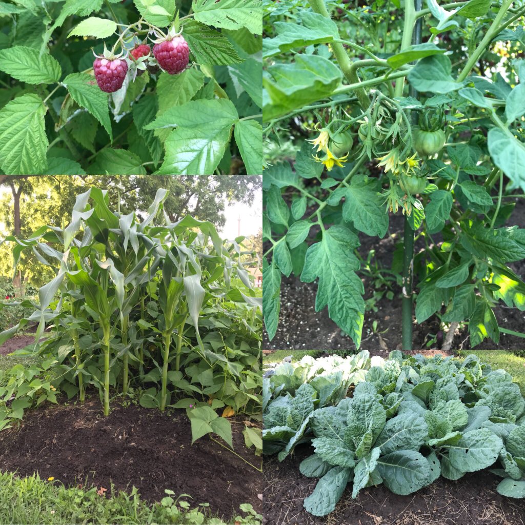 Come walk through our gardens after a tour of the homestead and even sample what’s in season! #GardenersWorld #raspberry #nofilterneeded #gardening
