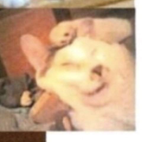 thfcksdl's tweet photo. 이토준지 자기 고양이 그린거랑 실사 너무 똑같아서 놀랍고 웃기다,,,,계속 생각나는 얼���이야,,,, https://t.co/eRT1ZdvjrN