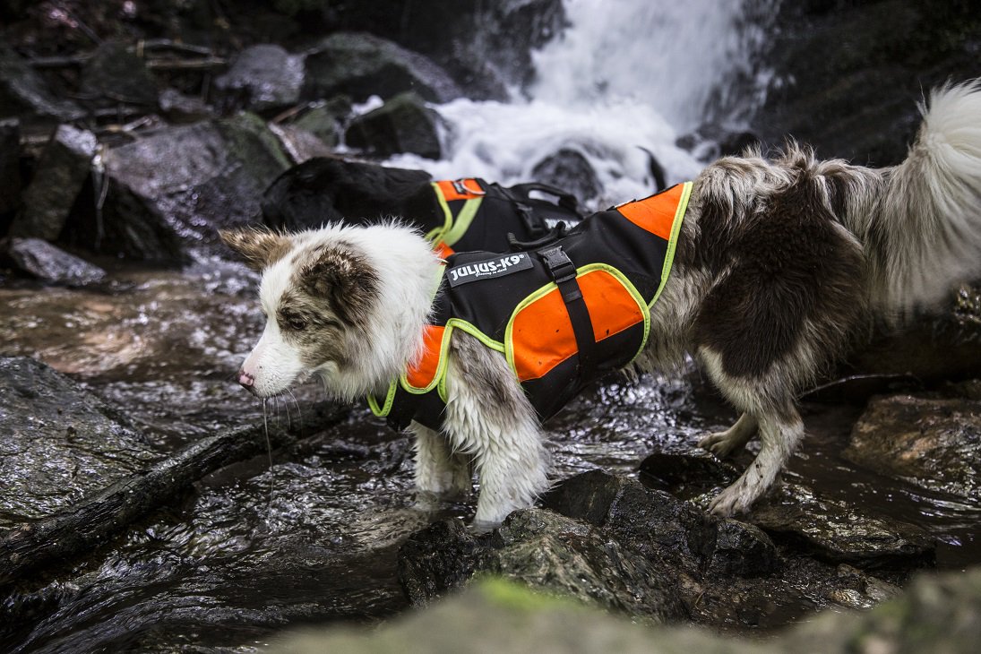 JuliusK9es's tweet image. Nuevo color para el arnés IDC® multifuncional 3 en 1 en color naranja #juliusk9, para que disfrute nuestro #perro del #agua como nunca y se refresque un poco.

juliusk9.es/producto/arnes…