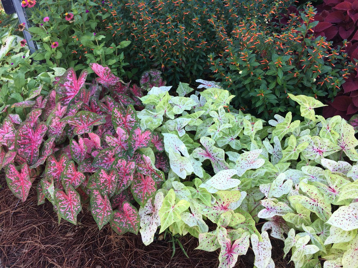 AndFsu's tweet photo. The Caladiums across campus are showing lots of color now. They love the heat and rains- and although most prefer shade we grow varieties that will also tolerate full sun when adequately watered. https://t.co/LOVirZcO8b
