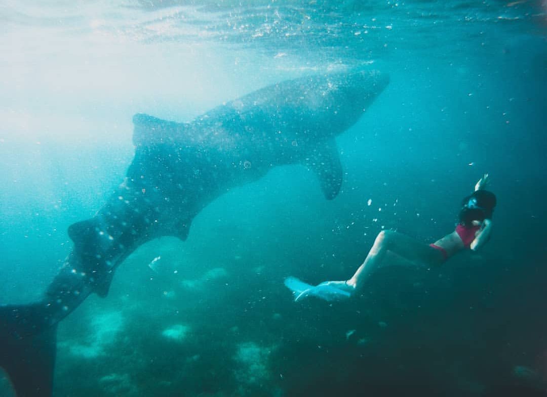 Uno scatto mozzafiato dei nostri inviati di <a href="/SabrinaMusco/">Sabrina Musco</a> Freaky Friday Fashion Blog! Nei pressi dell'isola di #Cebu si può nuotare con questi giganti buoni del mare, gli squali balena! Cosa aspetti? Vola anche tu nelle #Filippine! 
#itsmorefuninthephilippines #visitalefilippine