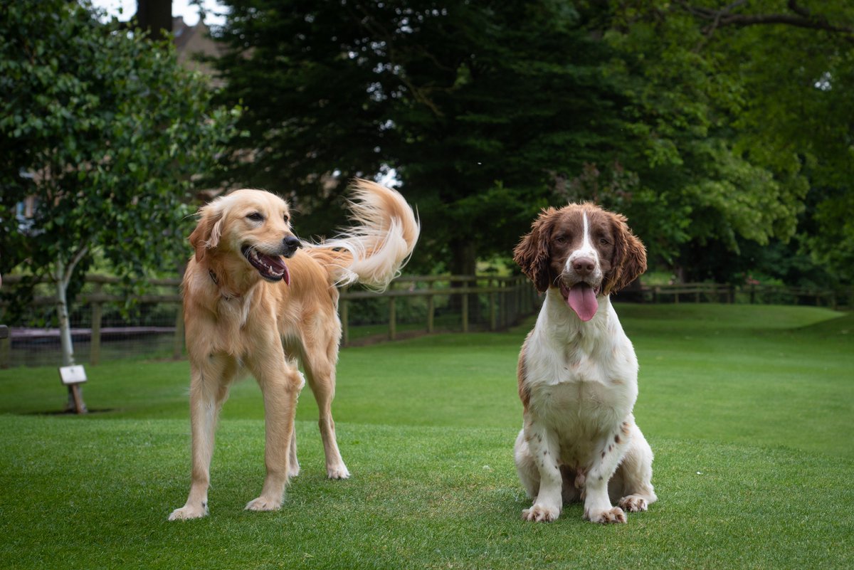 S is for Summer, Sun and School holidays! Enjoying some quality time with my Special friend Chase 💕🐶