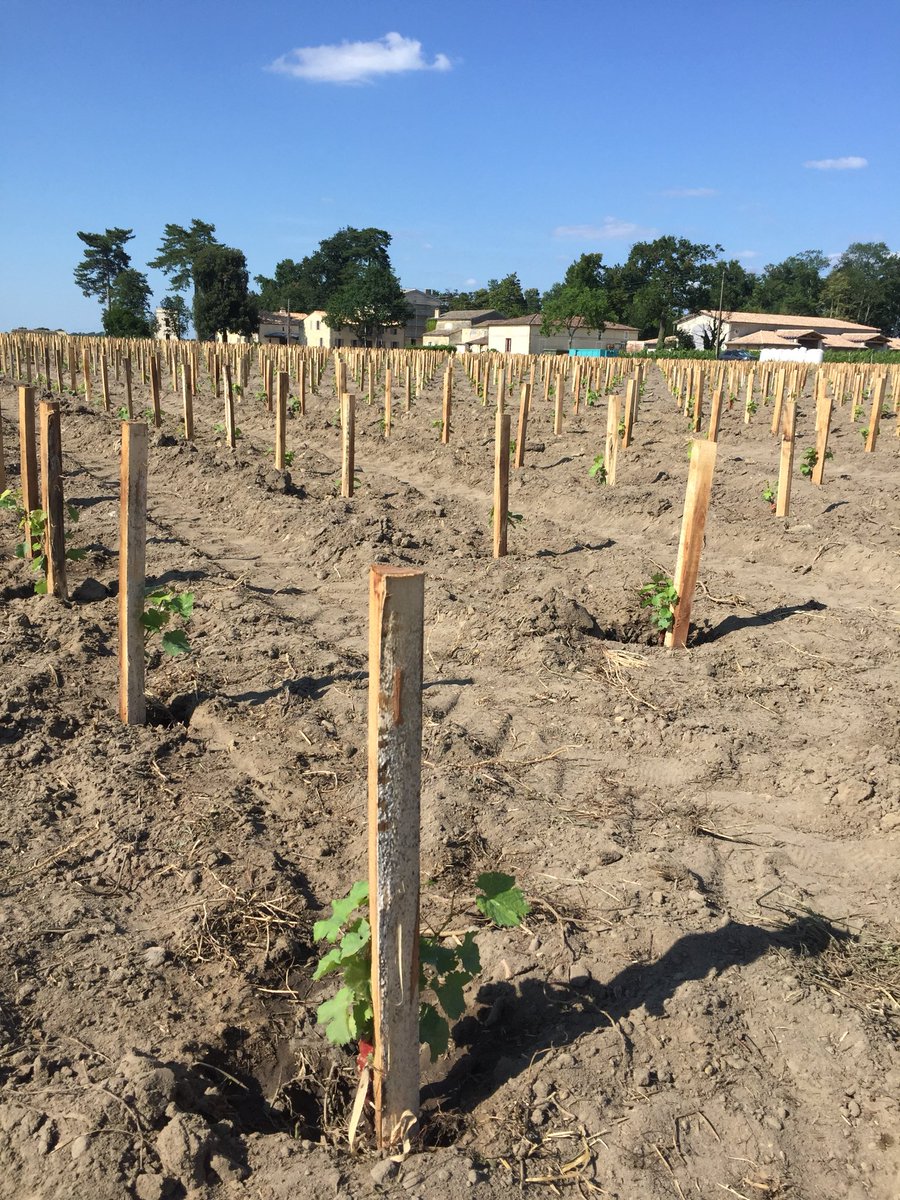 Les plants de Cabernet Franc plantés, arrosés et traités. 🌱🚿☀️
Grâce notamment à une excellente préparation des sols, le résultat est à la hauteur de nos attentes!
A suivre la semaine prochaine : 0,5 ha à planter autour de la Tour de Ripeau.