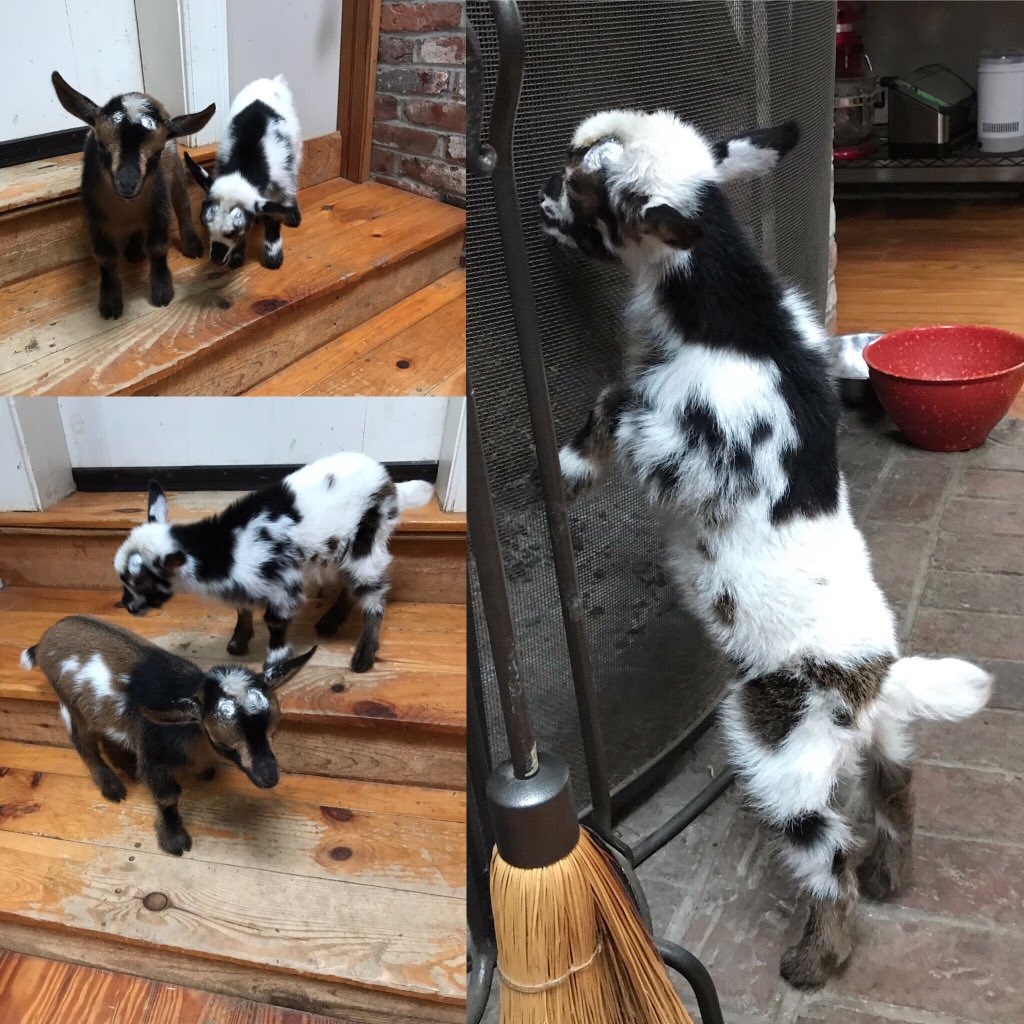 Precinct K + B tweet media