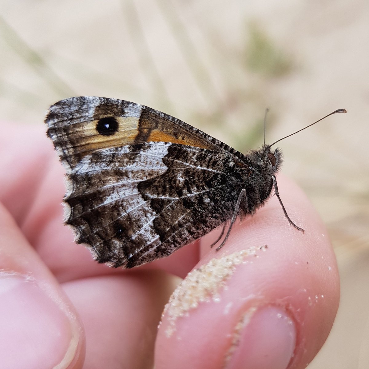 One of the best parts about my job! Being able to get up close to some amazing wildlife, including the usually timid #grayling #butterfly! 
#seenit 
@naturebftb @TheSeftonCoast