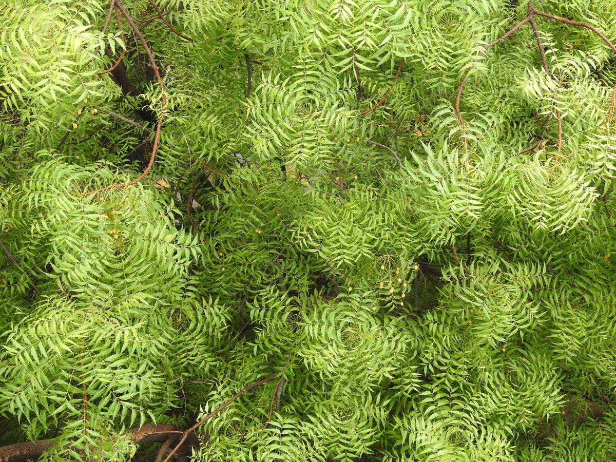 nehaa_sinha's tweet photo. Have you noticed the fabulous spirals on Neem tree leave clusters? The monsoon is a good time to do so! @SheelVallari #Monsoon2018 #savedelhitrees #savedelhisavetrees #myrighttobreathe https://t.co/isXp3erBNb