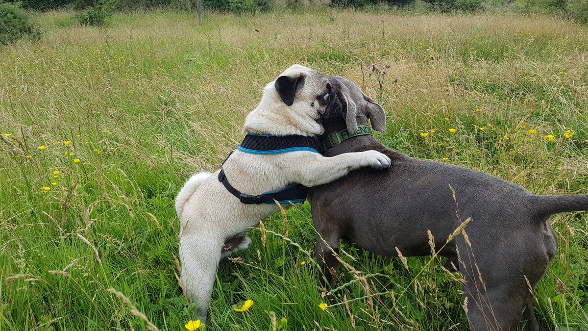 workwewalk's tweet photo. Sometimes, all you need is a hug from a pug! #archiepug #wewalk #k9adventurizing #Adventurizing #puglife #doggohug #cuddles https://t.co/LVZXjxKXte