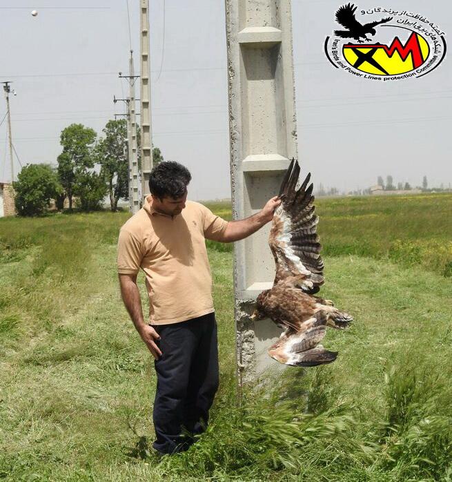 IBPLC2017's tweet photo. This carcass of electrocuted #Steppe_Eagle which was found by Mahmood Kolnegari in 2014 and in #Meyghan_Wetland, led him to establishing a committee in #Iran to protect #raptors against #power_lines.
Now, all these distribution lines are insulated. https://t.co/5WiOTfQw2r