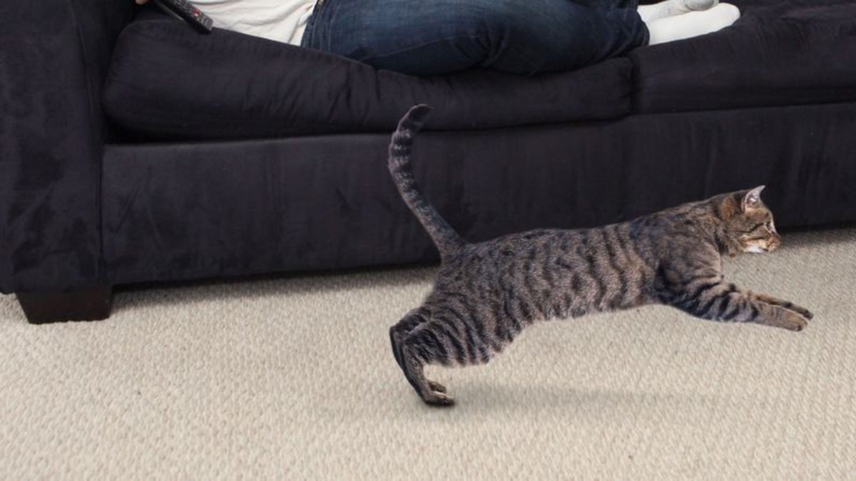 Cat Seemed Perfectly Content Right Up Until Point He Bolted Out Of Room trib.al/R7ctbcy