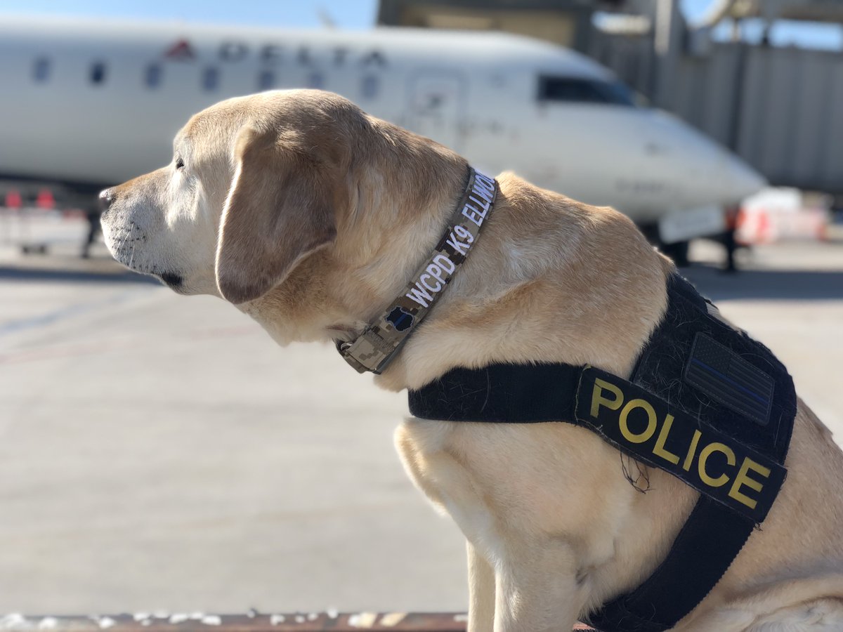 saleswisconsin's tweet photo. #policedog #k9 #deltadog #collarsRus #collarsUSA #welovedogs #armynavywisconsin #armynavy #cutedog #customcolars #customdog https://t.co/AnQfAiR4TE