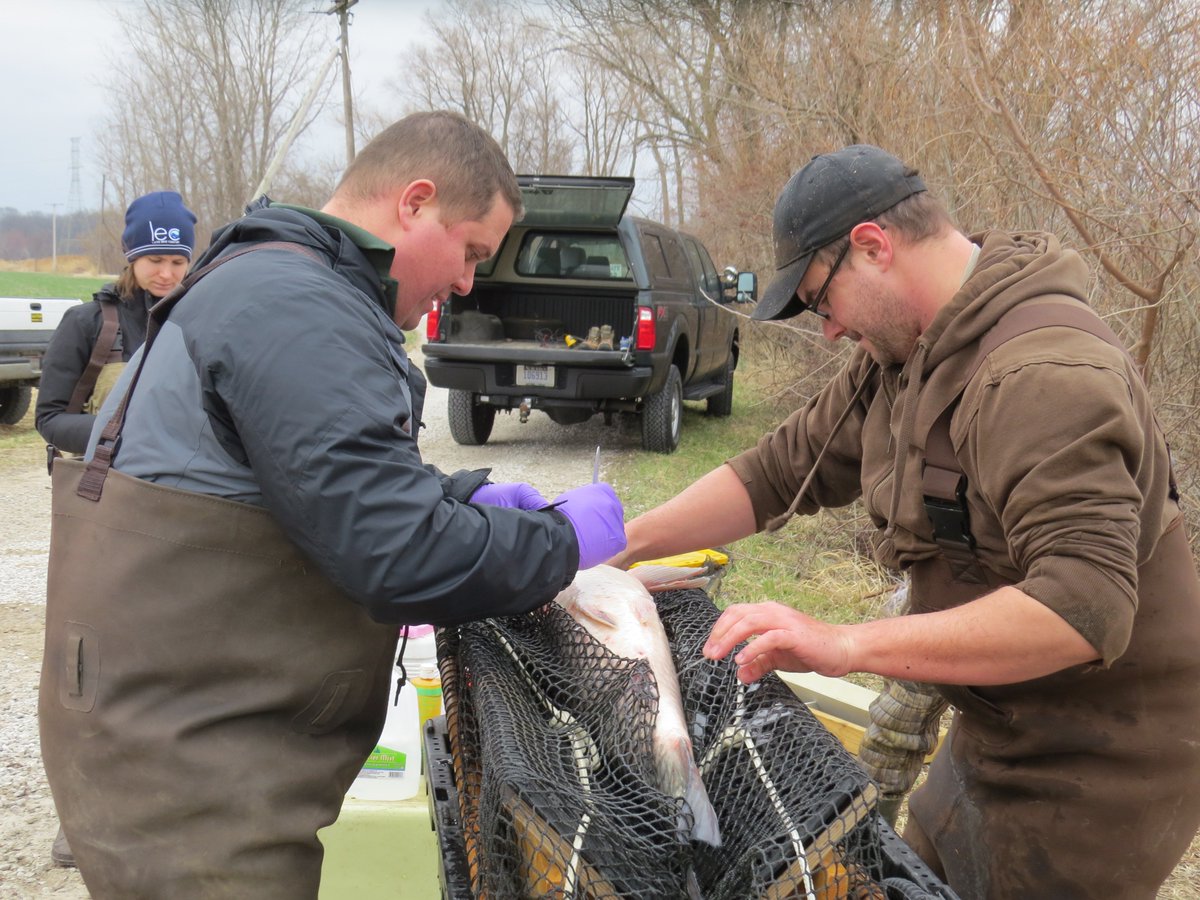 Help fishery managers with Aquatic Invasive Species control in the Great Lakes Basin using acoustic telemetry to inform management efforts and decisions.  PhD or MS opportunity at <a href="/michiganstateu/">MSU</a> with the @QFCatMSU 

Please RT.

canr.msu.edu/qfc/opportunit…