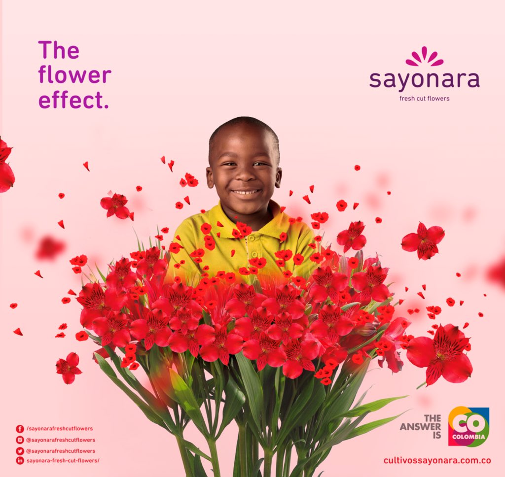 sayonarafcf's tweet photo. We are exited to announce the launch of #sayonarafreshcutflowers newest campaign #theflowereffect that’s a language, an experience, everything that involves from growing #flowers to the emotions brought in receiving #flowers. https://t.co/sbHseYjlgm