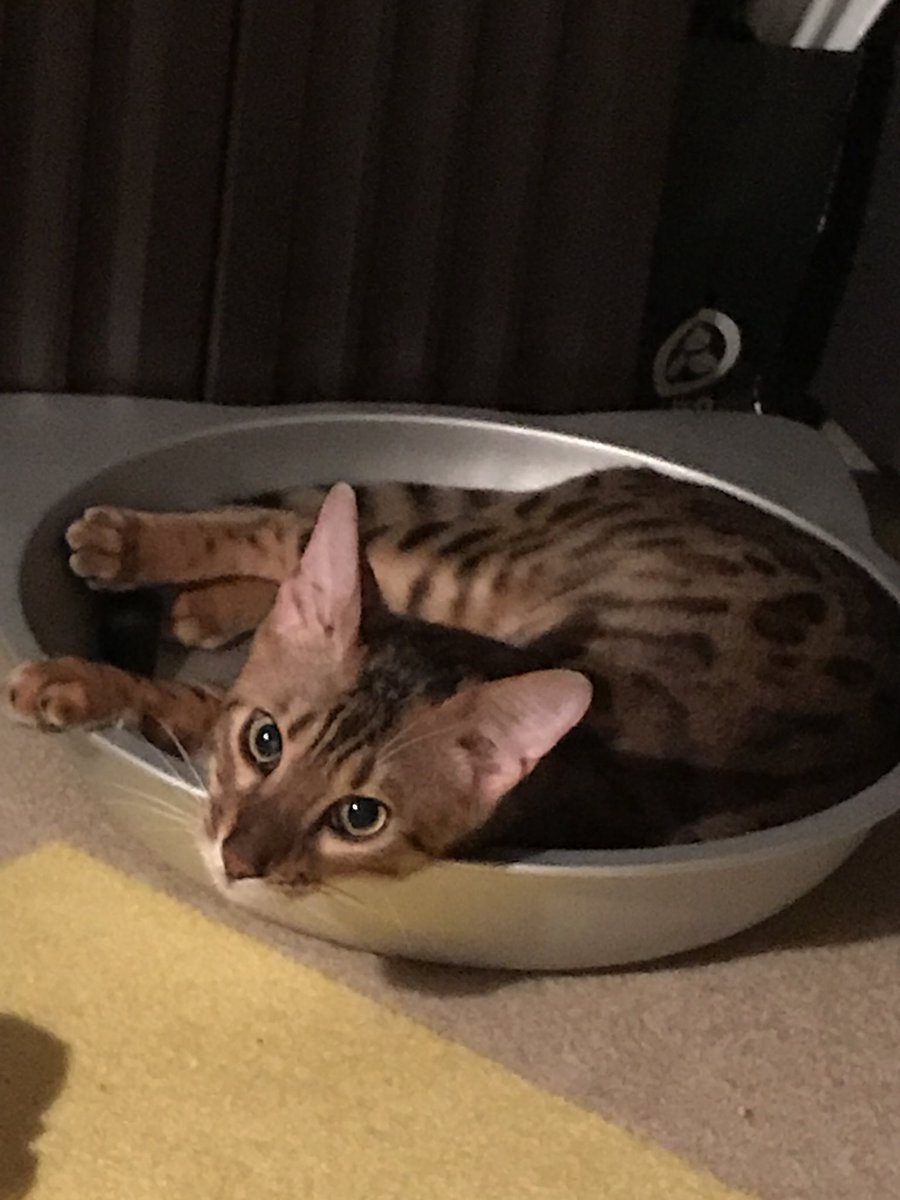 鍋猫