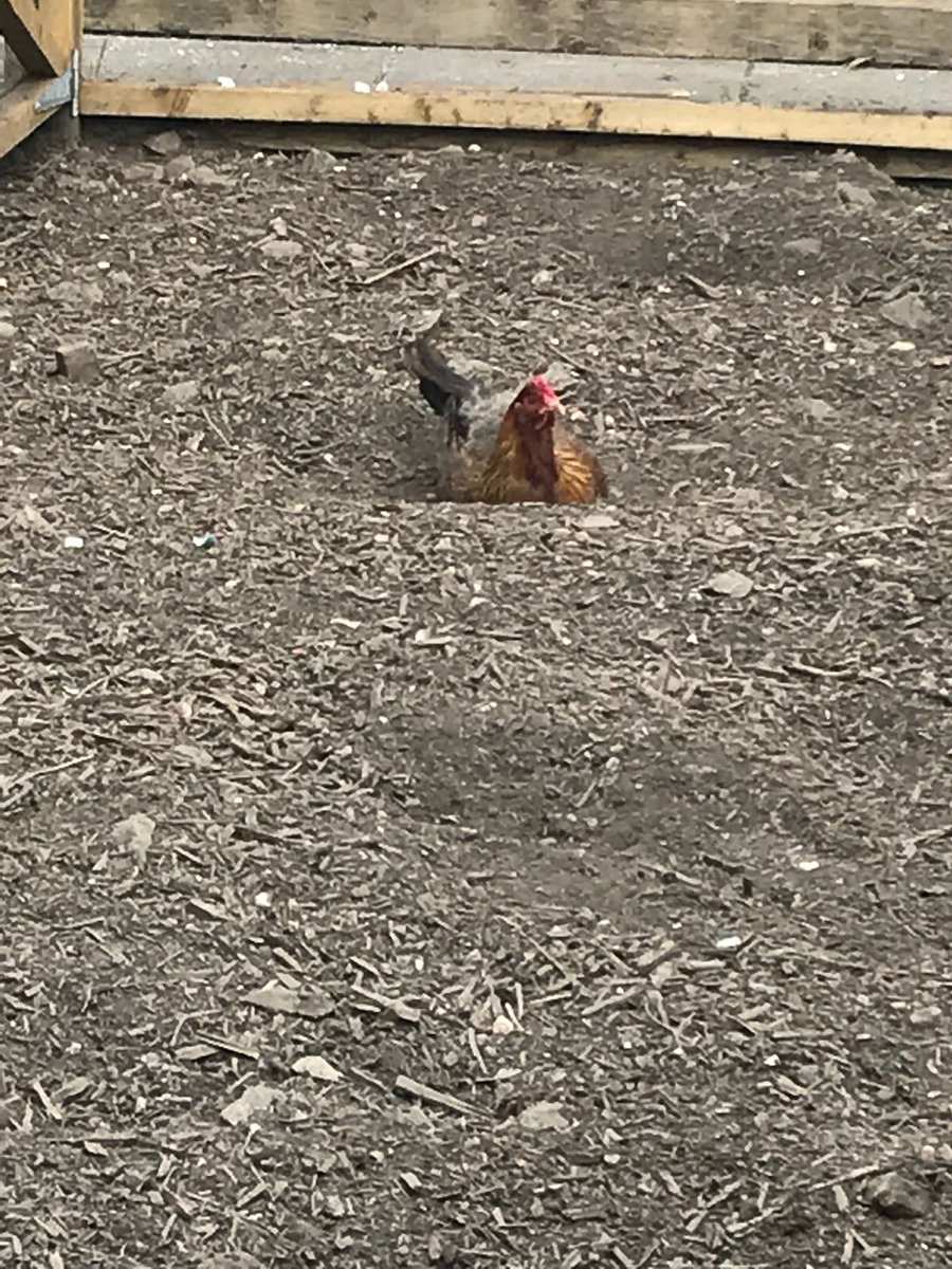 StMoChickBees's tweet photo. Happy, cared, loved and adored #chickens produce many happy #eggs. Thanks Nicole and the gang #volunteers @St_Maurice_High https://t.co/FMGFCB4ae1