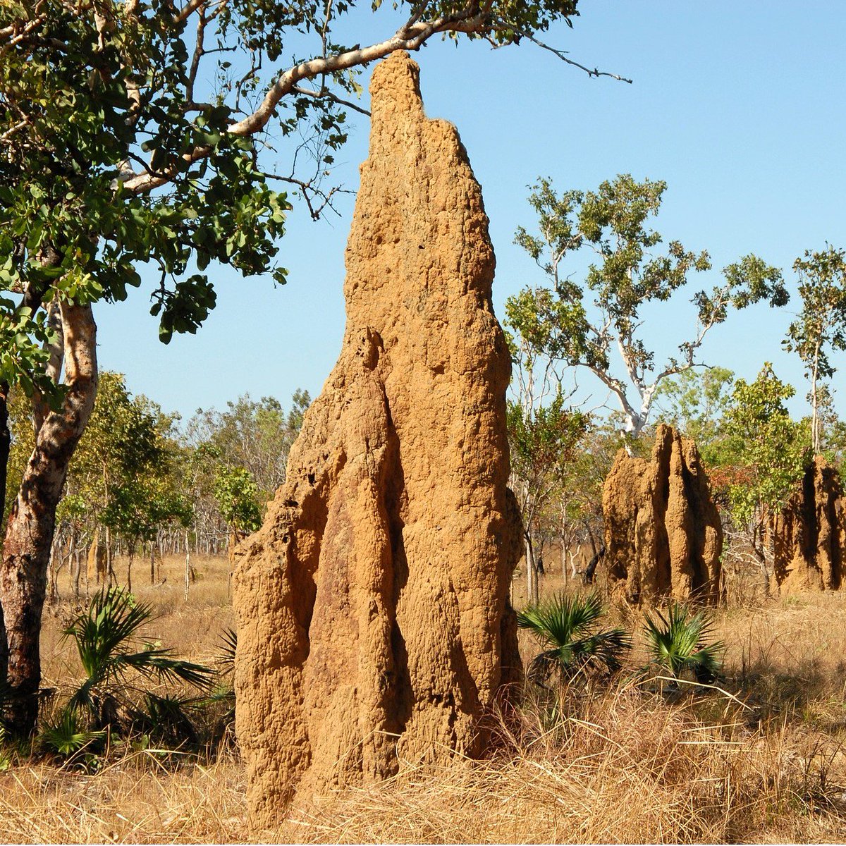 Interested in contributing a review or research article on microbial drivers of sociality? Contact us! @JMeunierEarwig @MarkoRohlfs and Peter Biedermann. frontiersin.org/research-topic… Image: Pixabay