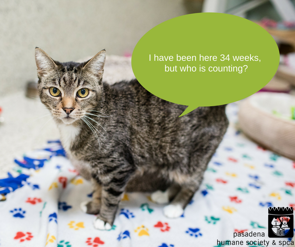 PasadenaHumane's tweet photo. 34 weeks? Seriously? That's a really long time to be without a family. Too long, if you ask us. Sure, Graysea is playing it cool and being all aloof about it but under all that brooding swagger, he's a sweetheart who deserves a good home. Come adopt him today! #longtermresident https://t.co/F8F9Ow7krl