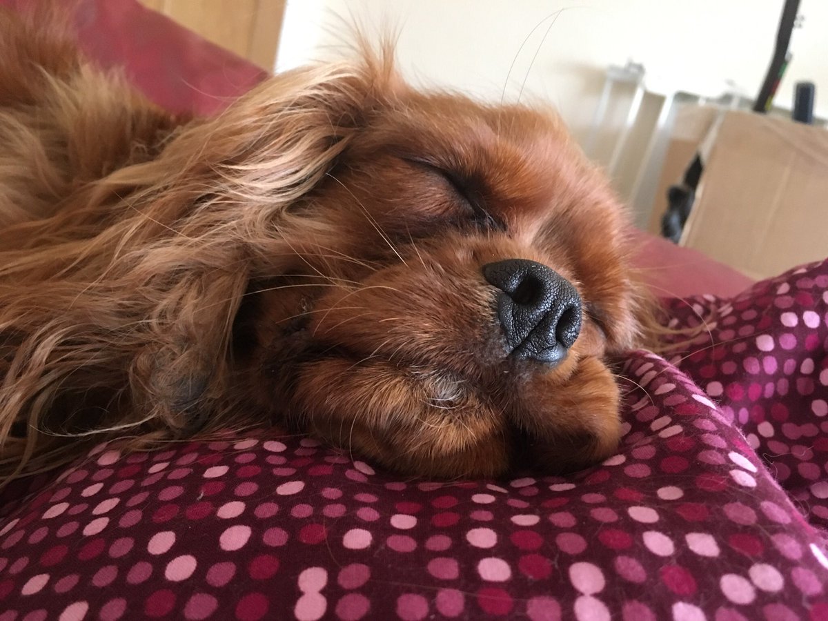 HenryDoggo's tweet photo. Sleep. Sleep. Squish. Sleep. https://t.co/vKsihBChab
