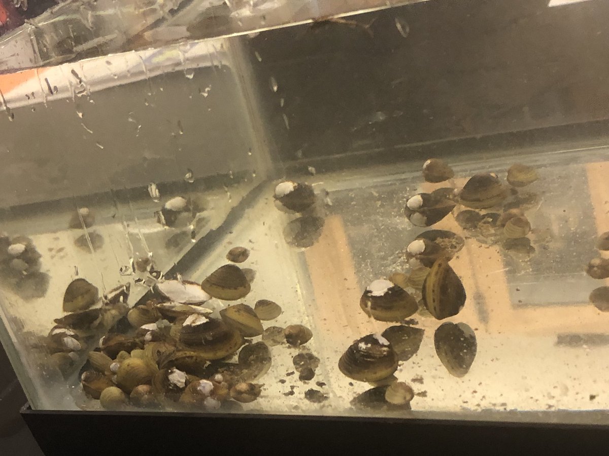 NatEnviroSummit's tweet photo. They also got a chance to catch fish and clams. Tomorrow they will be cooking with kudzu, using their imagination to create (hopefully) delicious dishes. Stay tuned for more! #redesigningourfuture #nes2018 https://t.co/2yreCgNBAU