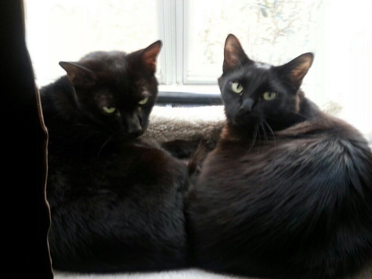 FeralFemale's tweet photo. @ThoughtsOfCat2 Bear loves having his photo taken. Angus does not. Guess which is which?
#AngusIsTheBest
#Bear! https://t.co/SY4TNB5Psi