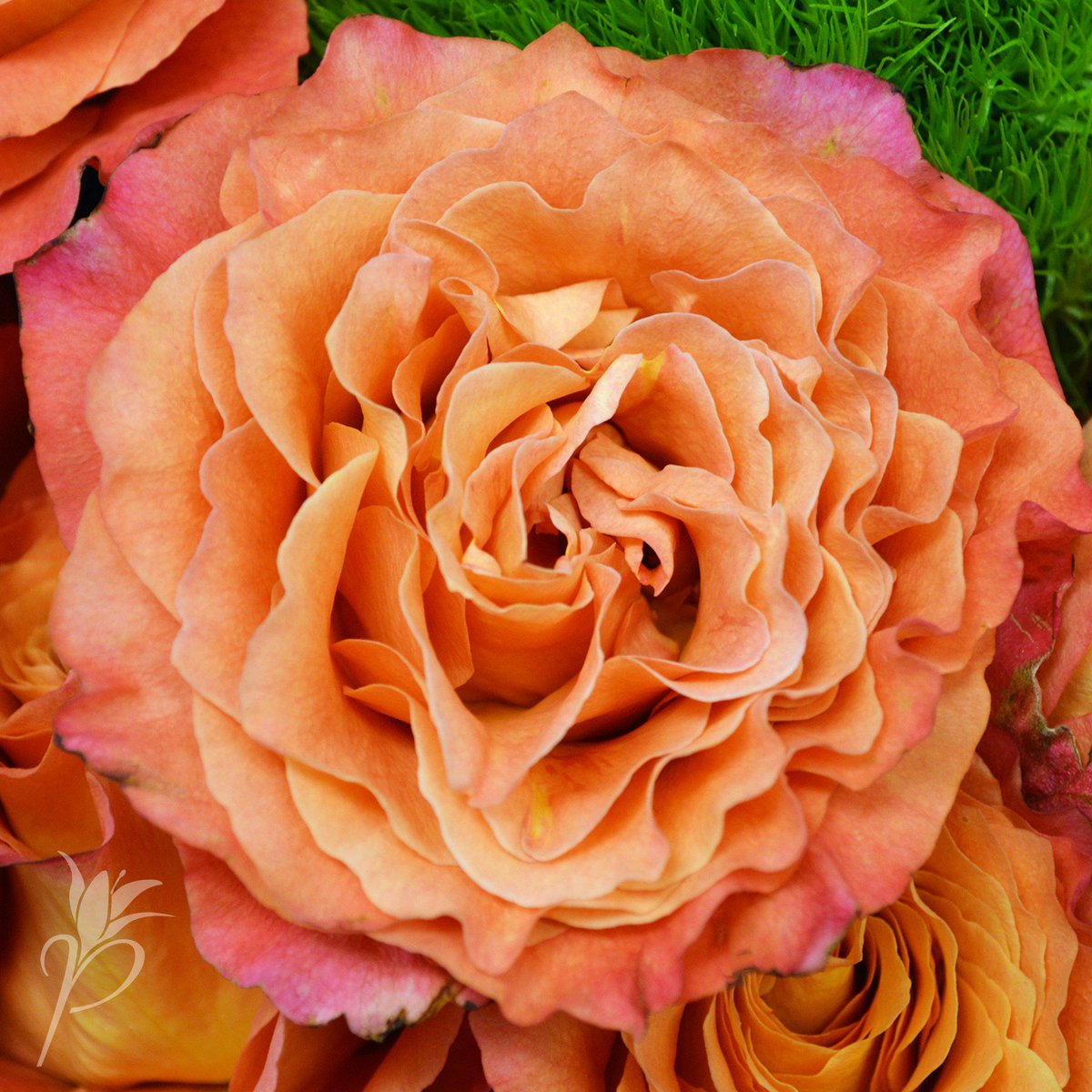 Pennock Floral On Twitter How About A Little Free Spirit Rose To Get Ready For The Weekend We Can T Help It We Just Love This Variety Flowerfriday Https T Co Irli4tzayf