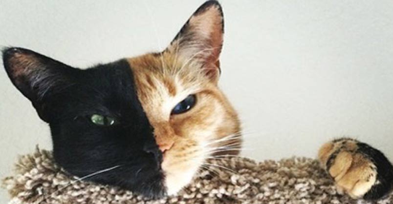 Cats and Kittens tweet media
