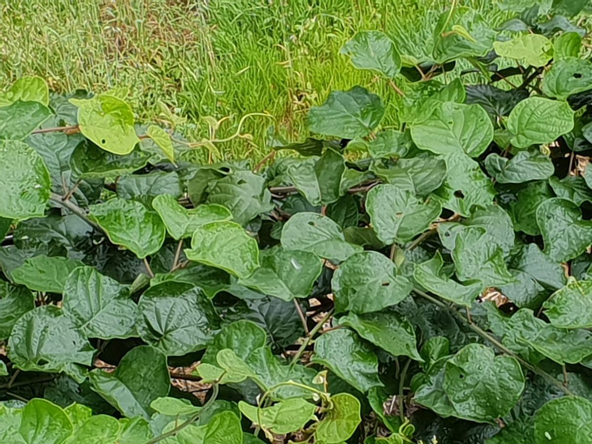 J_Ramos_Garcia's tweet image. Retweeted O Tempo TVG (@OTempoTVG):

#Treboadas na provincia de Ourense, en #Celenova a sarabia caeu  con forza e mesmo furou as follas dos kiwis, foi sobre as 17.00 horas 👀que estamos en aviso ata 21.00 horas por 🌩️
📸David Feijoo