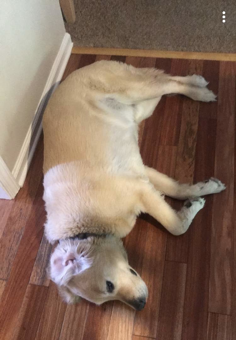bobertbennett's tweet photo. Too many beers last night now with the homies now I’m feeling ruff, went skinny dipping with the cute pup from next door. But we all know bob still can’t trust these hoes. https://t.co/wDgjcdxTu6