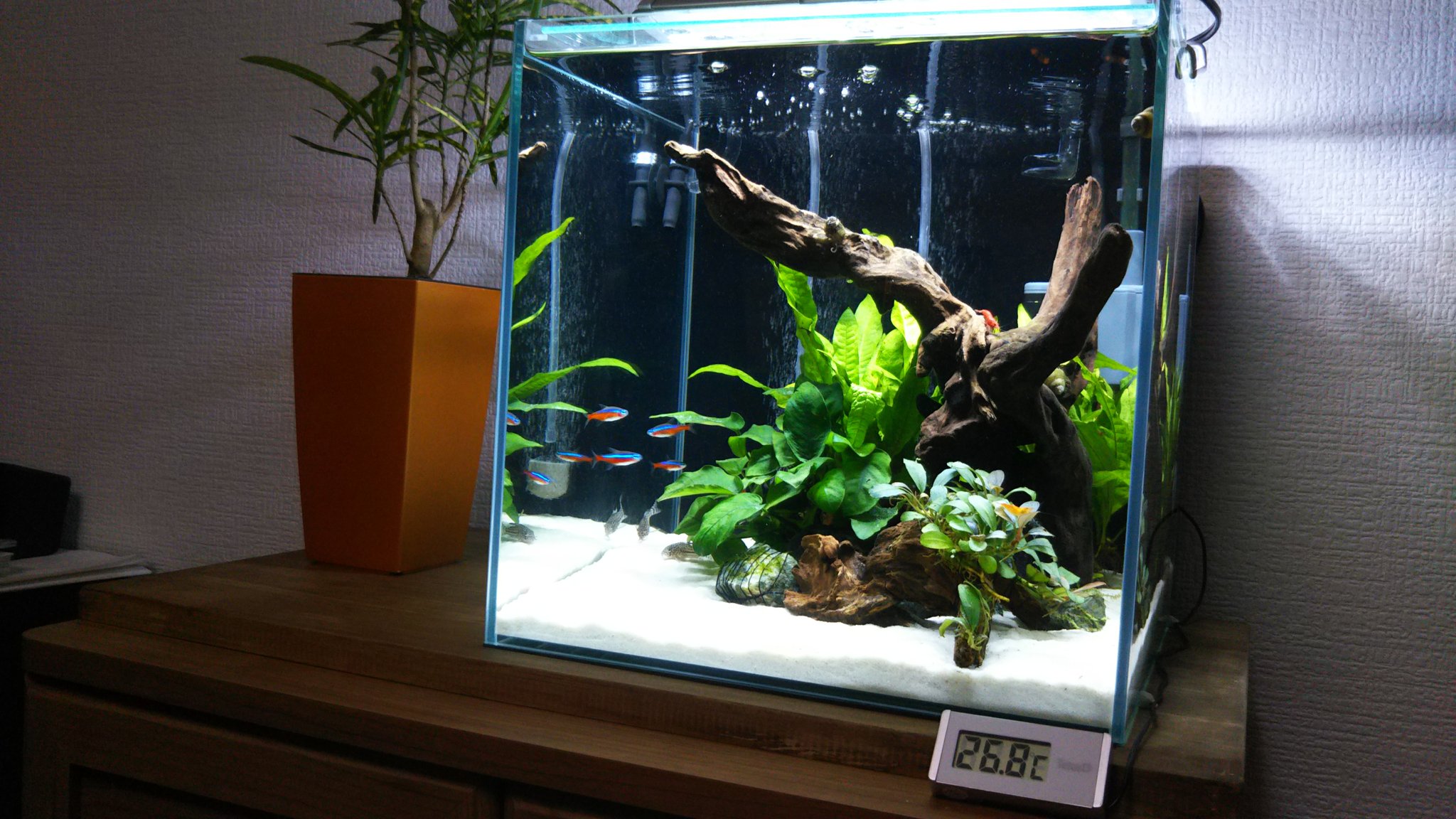 Twitter 上的 アクアリウム 30cmキューブ水槽 74日目です 今日は新しい生体を買ってきました ベルベットブルーシュリンプとコリドラスジュリー 二匹ずつです O 点適法で90分ほど水合せして投入 今日は隠れがちだったので写真があまり撮れませんでしたが どの