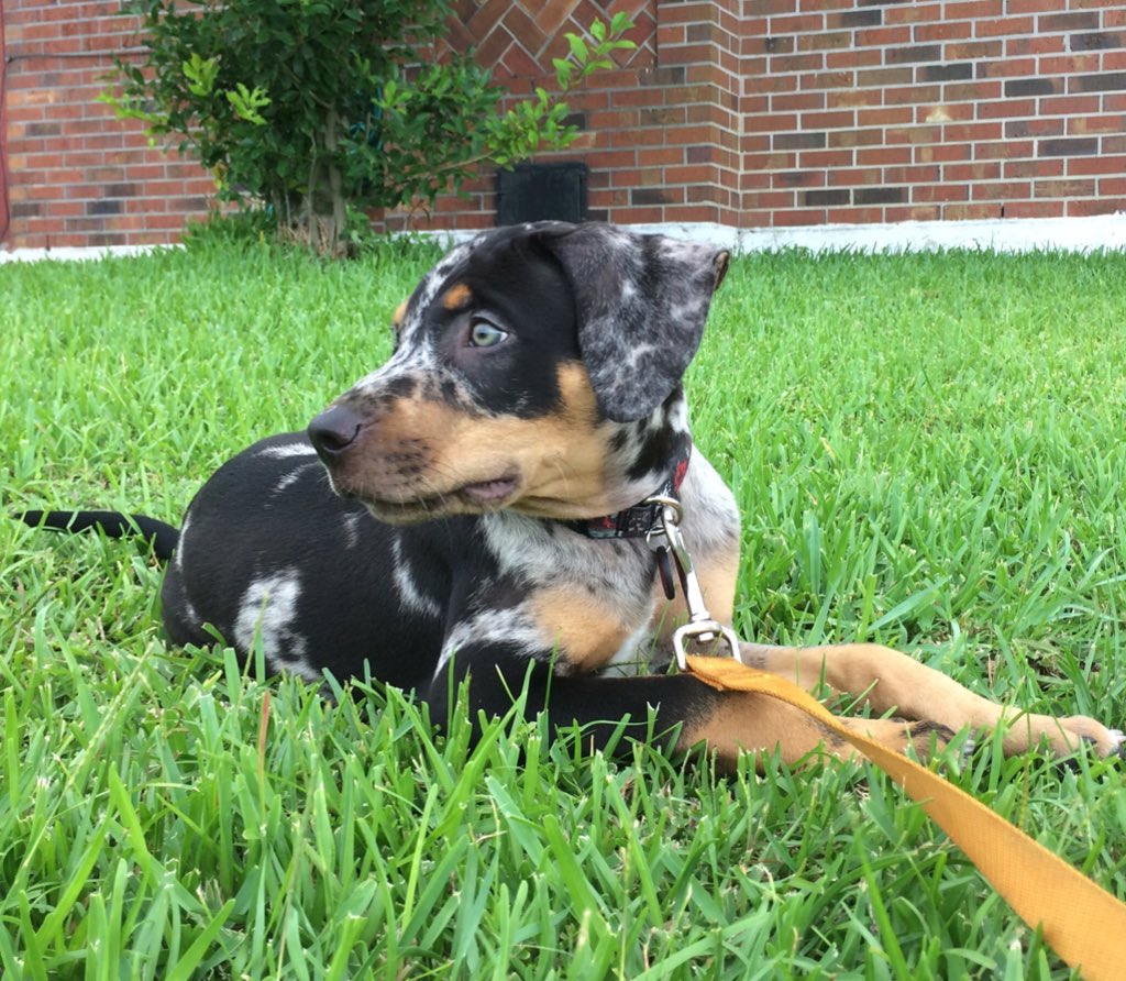 Pardon me, but I'm a bit obsessed with this puppy 💙 
#CatahoulaLeopardDog