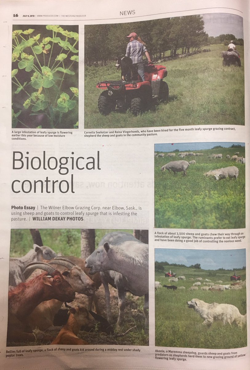 Biological control of leafy spurge at the Wilner Elbow Grazing Corp. #sheep #goats #Davidson