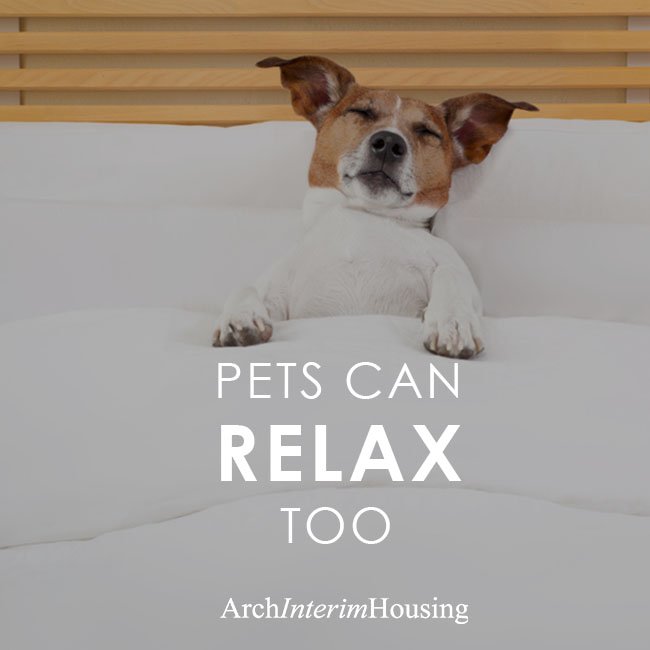 archinterim's tweet image. No need to worry about finding dog or cat sitter because most of our apartments are pet-friendly and ready for your stay. Call #Archinterimhousing today at 1-866-921-5888. 
archcorporatehousing.com for more information about our locations and pet-policy.