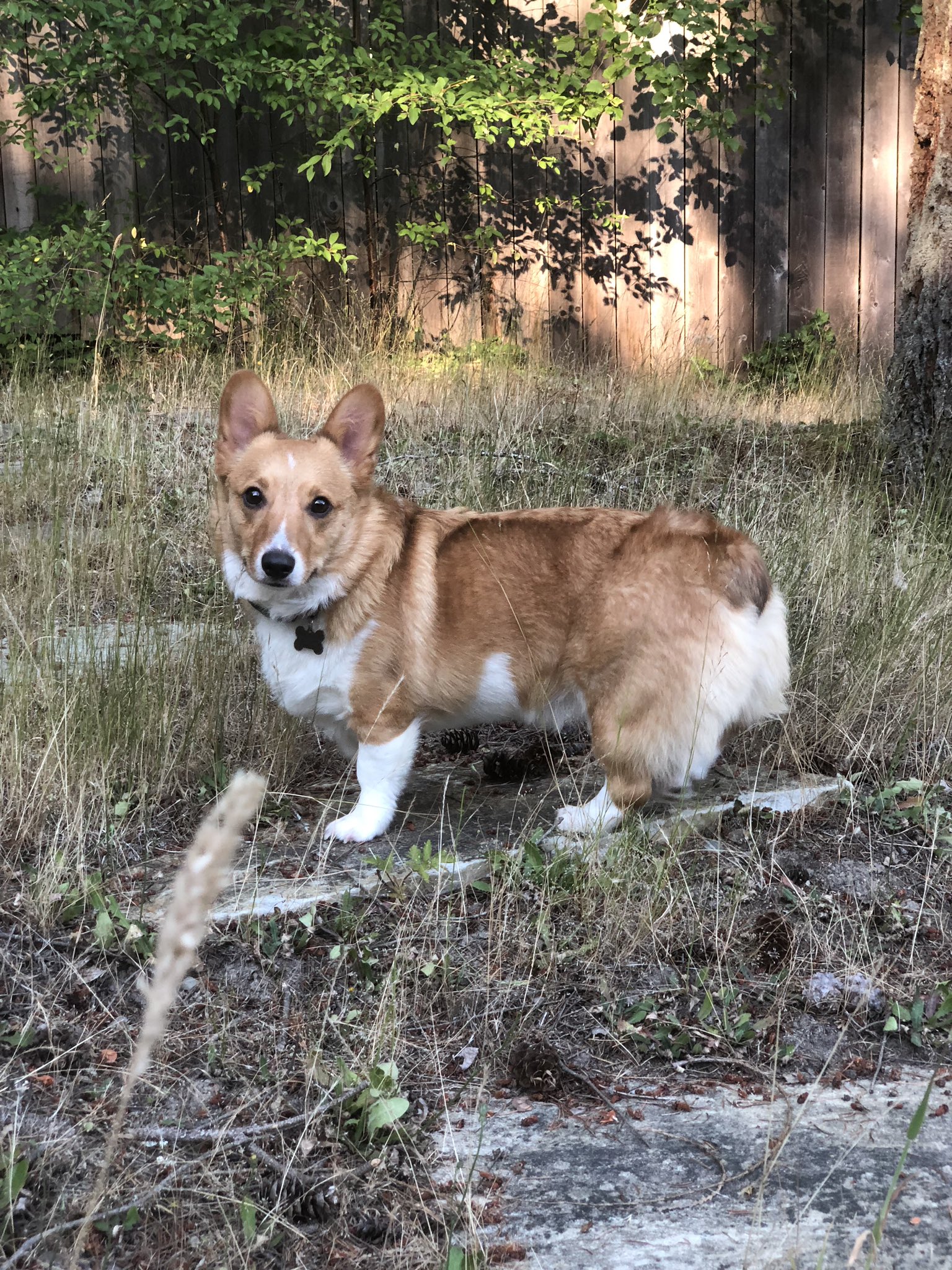 Aphmau on Twitter: "My dog picture game has been on point lately. LOOK