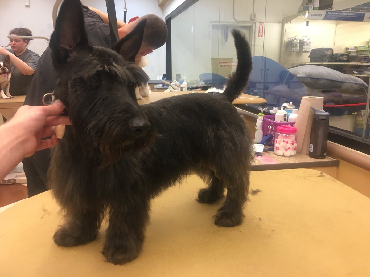 Petsmartsnj Hashtag On Twitter