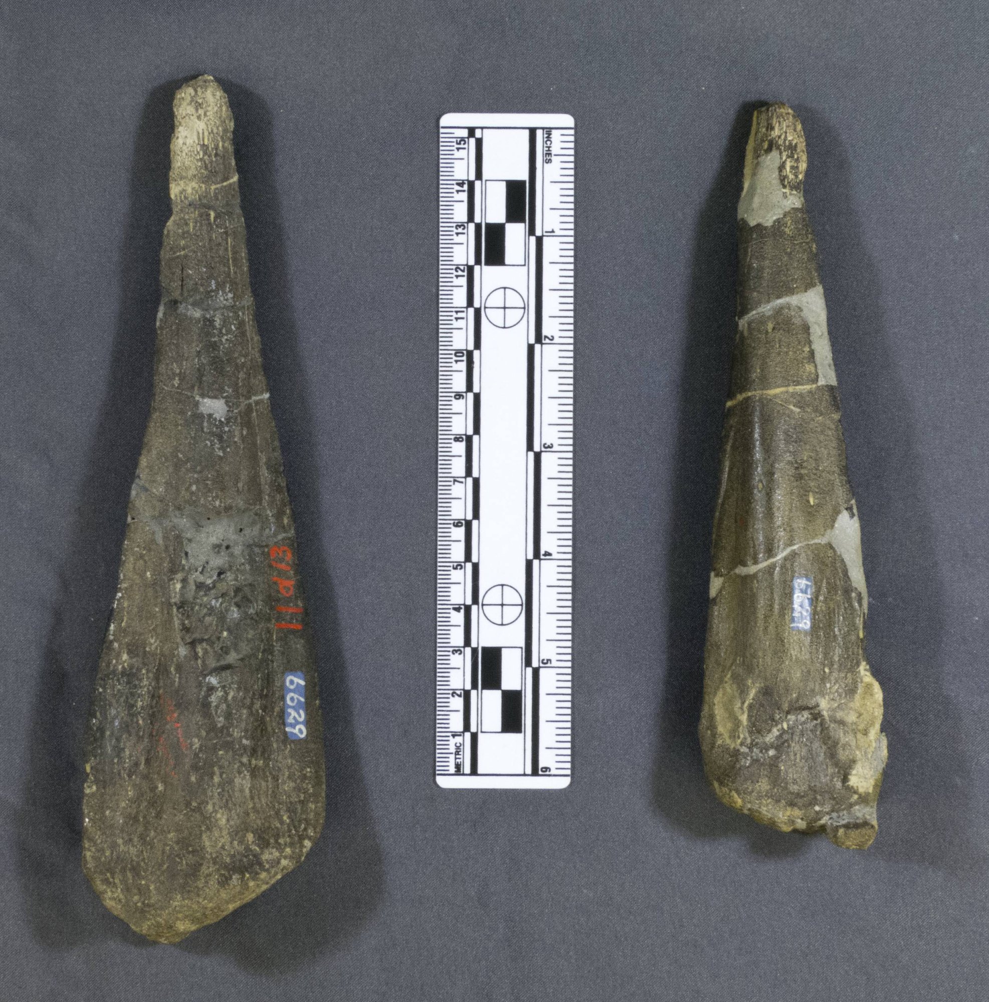 stegosaurus fossils and archeology