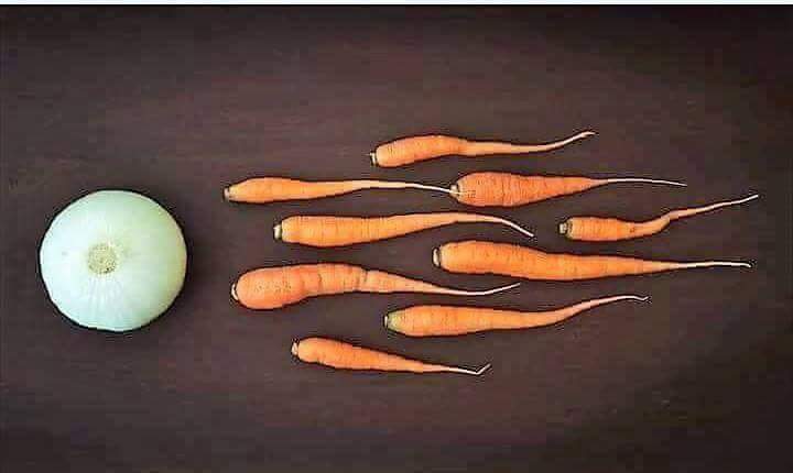 How vegans are conceived #makebeefgreatagain #beef