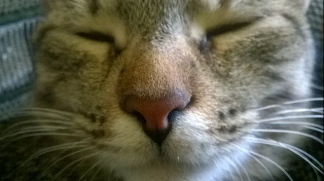 humpyduck's tweet image. Also, a cat