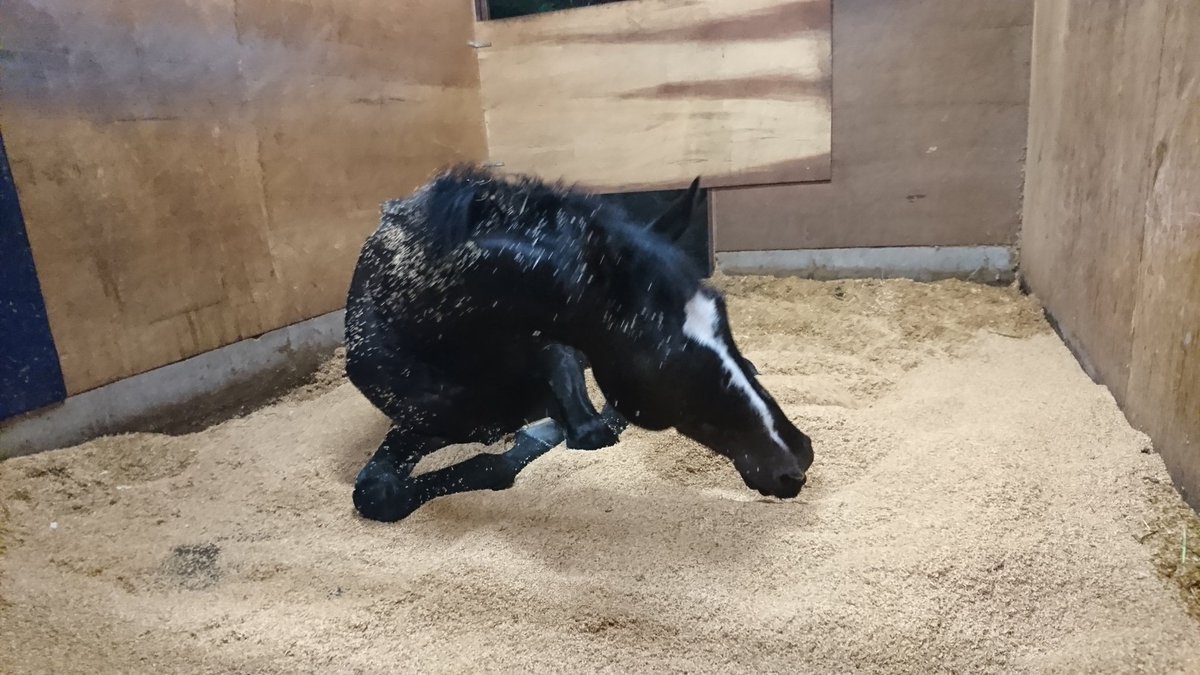 土佐黒潮牧場 レパード厩舎は 下からの水でほぼ全滅です ひどい所は一日に二回も寝藁の全替え たくさんいります この大雨の中 敷料取りにも追われます T T でもね 替えてあげると皆喜んで寝るんですよ またすぐに駄目になるとわかっていても 手を 土佐黒潮牧場 レパード厩舎は 下からの水でほぼ全滅です ひどい所は一日に二回も寝藁の全替え たくさんいります この大雨の中 敷料取りにも追われます T T でもね 替えてあげると皆喜んで寝るんですよ またすぐに駄目になるとわかっていても 手を