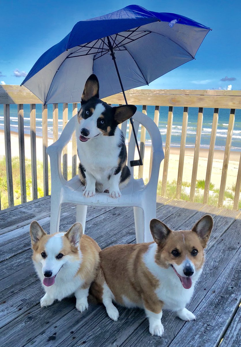 corgi umbrella