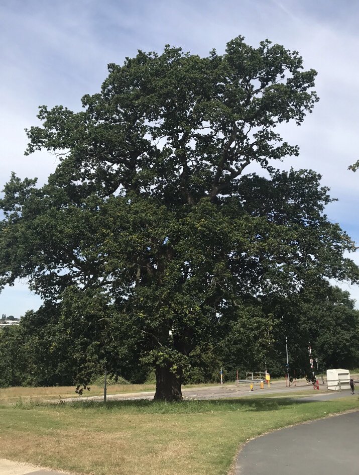 ManuelAgmtz's tweet photo. – seasons –

un árbol de mi universidad en las 4 estaciones https://t.co/wgdAOwWZtH