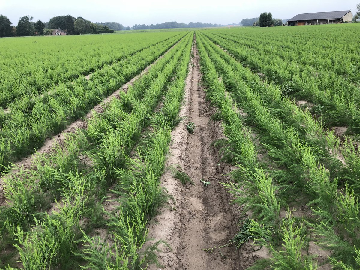 Zeer voorspoedige groei van de planten dit seizoen. 👌🏻👌🏻👍🏻👍🏻