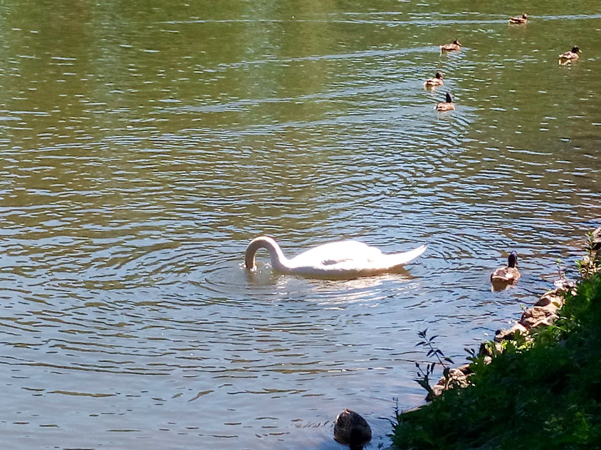 wanderflaneur's tweet photo. geschwind #ff- Grüße mit Kopf unter Wasser geblubbert :-), dann ist fast #Wochenende:
@audreywandert @skleinoutdoor @ElkeBitzer @duesselflaneur @RomRhein @romy_wandert @NachtiNacht @fwhamm @AktivddLeben @wiesnmichi @Wiedtal @all #nice_weekend https://t.co/sVNvK44yuF